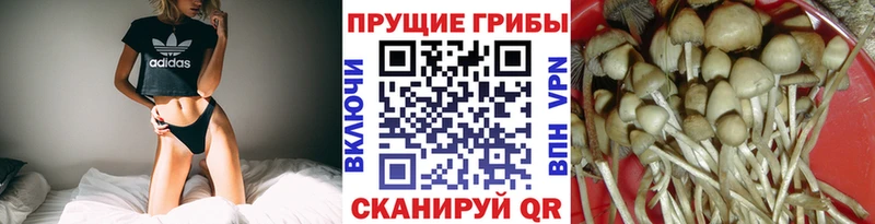 Псилоцибиновые грибы мицелий  ОМГ ОМГ зеркало  Спас-Клепики  что такое  